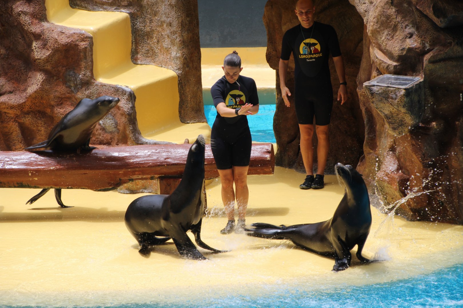 Loro Parque 2018 - Sea Lions