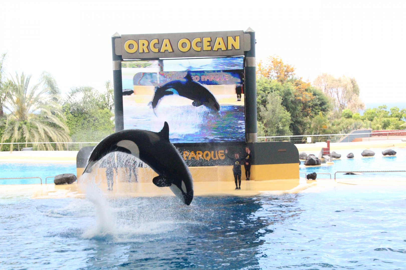 Loro Parque 2018 - Skyla