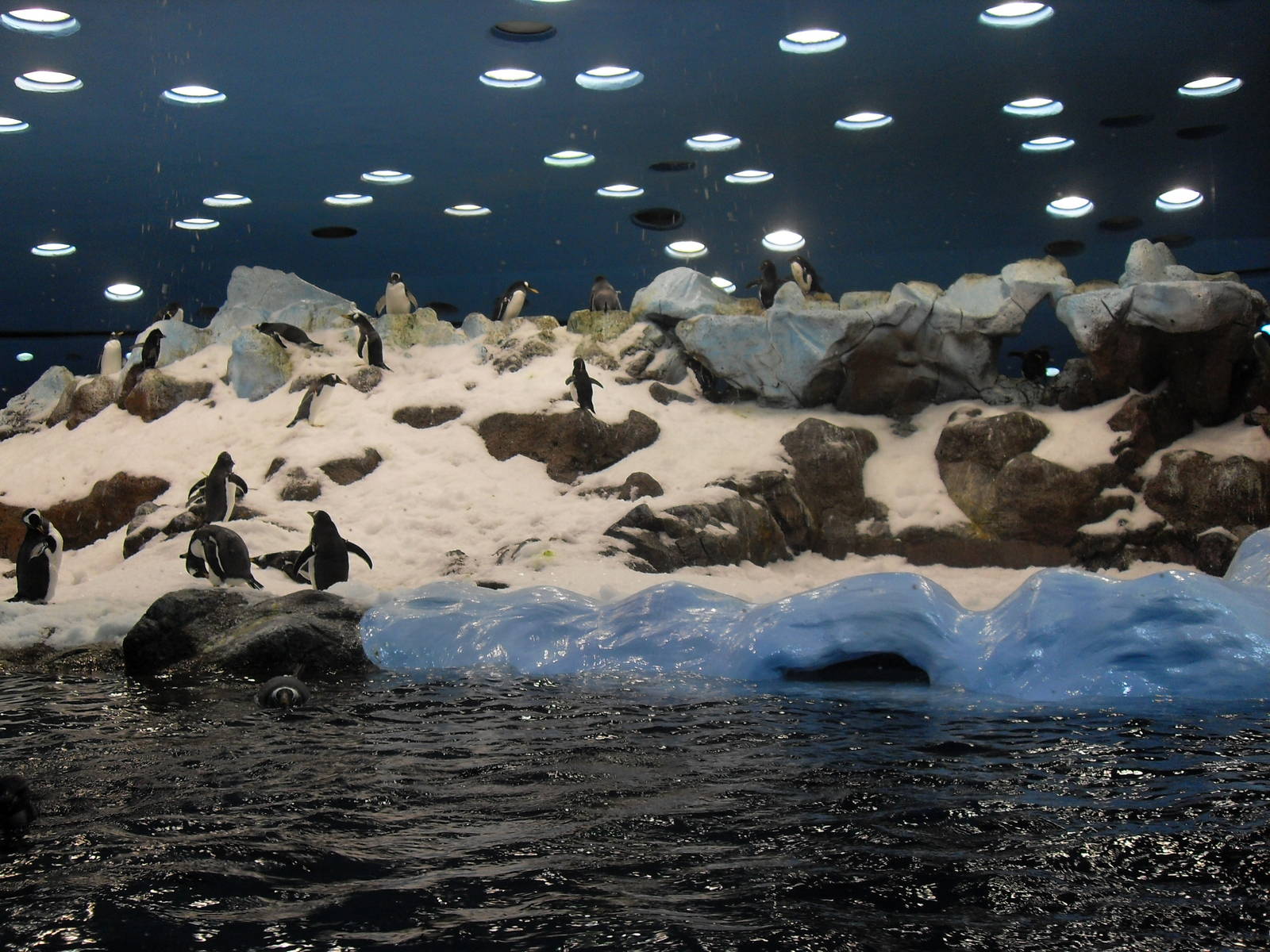 Loro Parque penguins