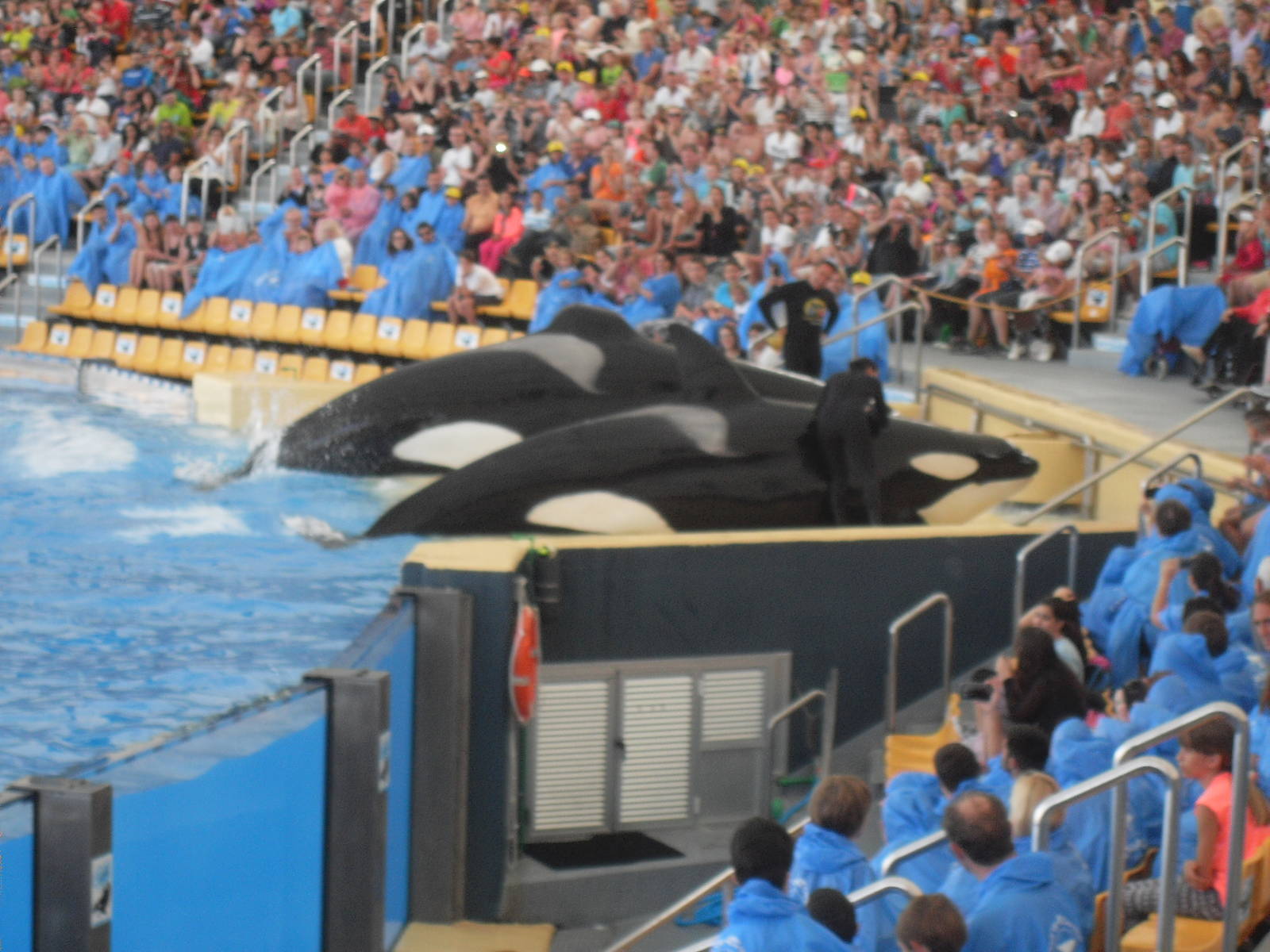 Loro Parque show