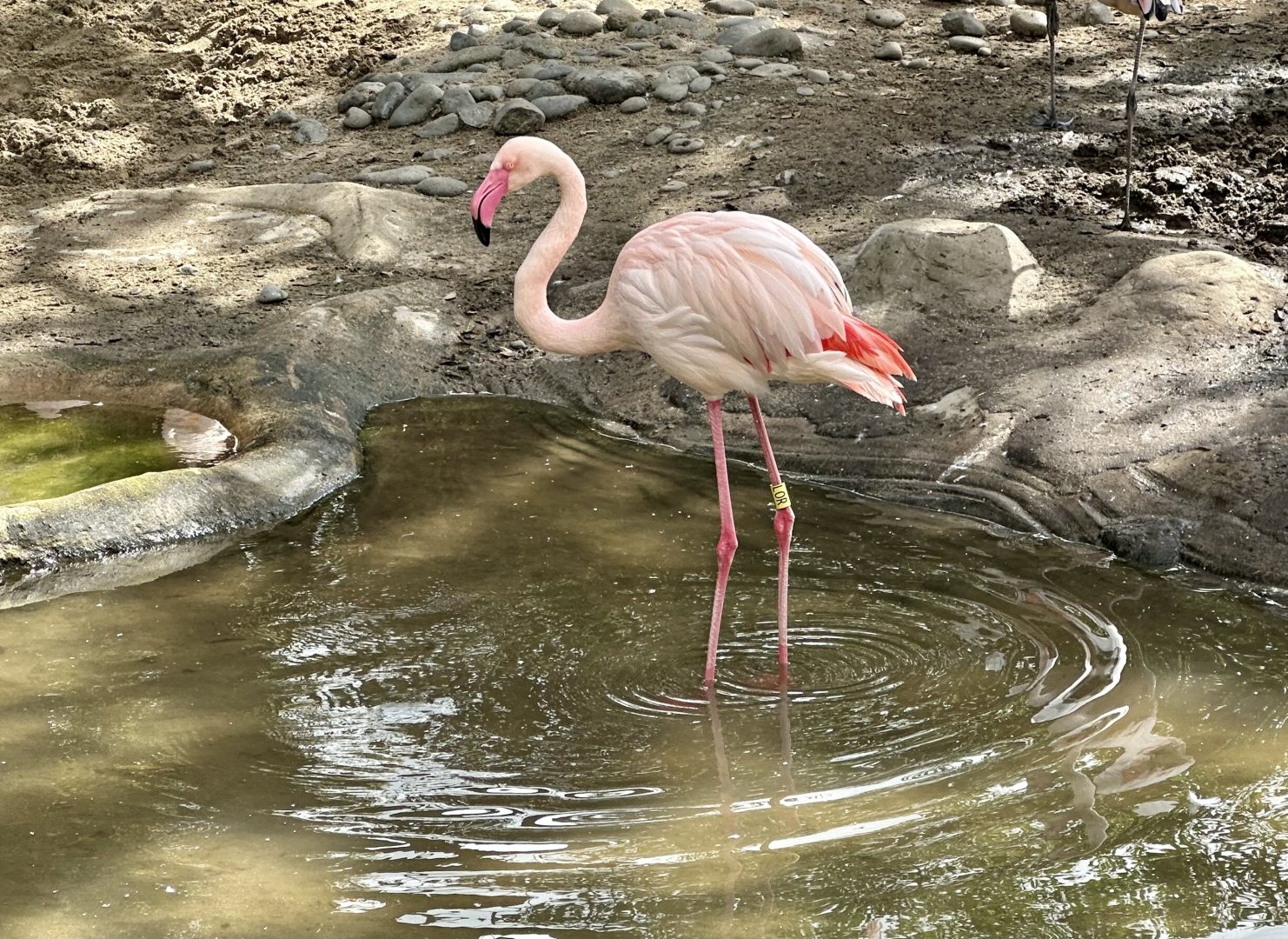Lorraine (Female Greater Flamingo)