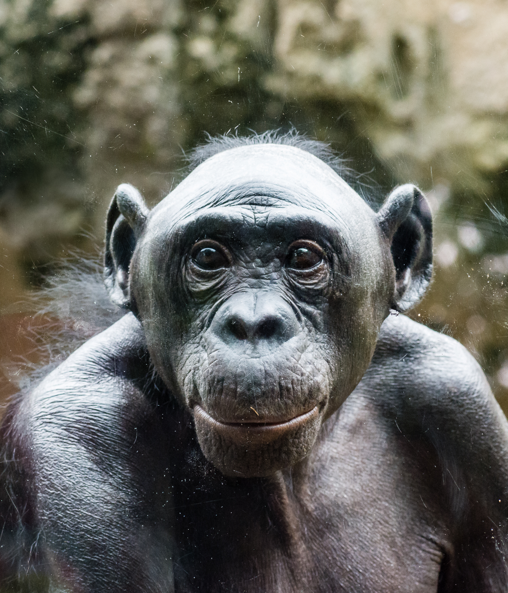 Lorretta, the 4th oldest bonobo in the United States.
