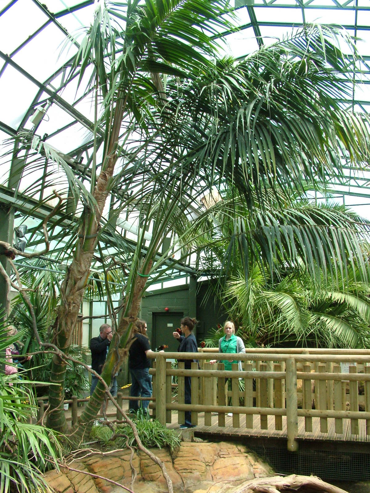 Lory and Lorikeet aviary at Woburn, 20/06/10
