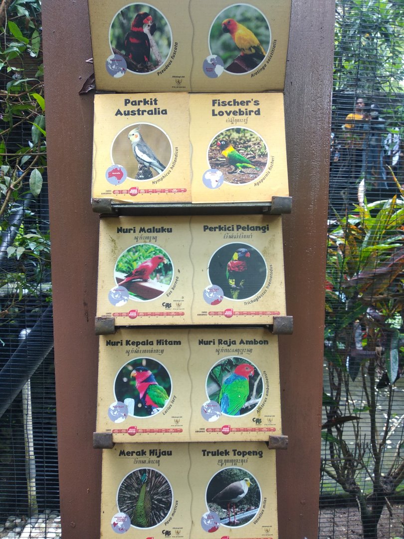 Lory aviary species information panel part 2