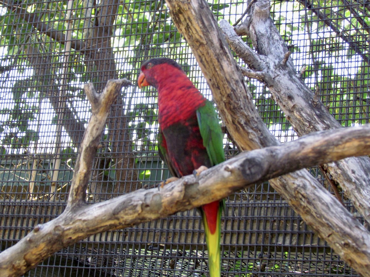 Lory ID?
