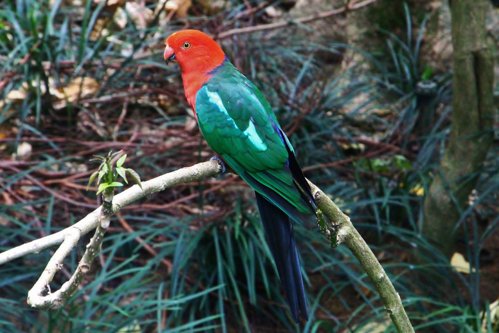 Lory Loft - Australian King Parrot