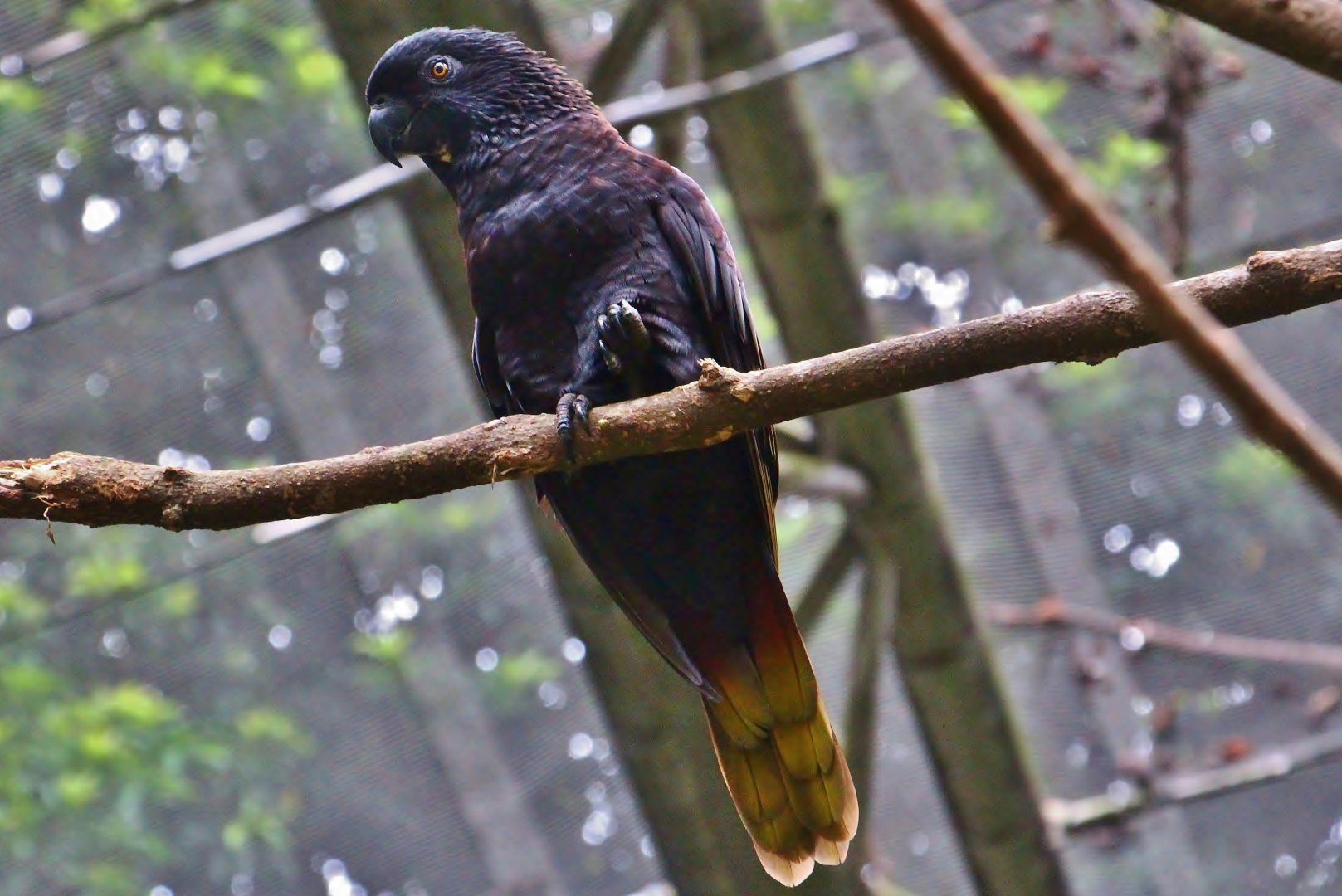 Lory Loft - Black Lory (Chalcopsitta atra)