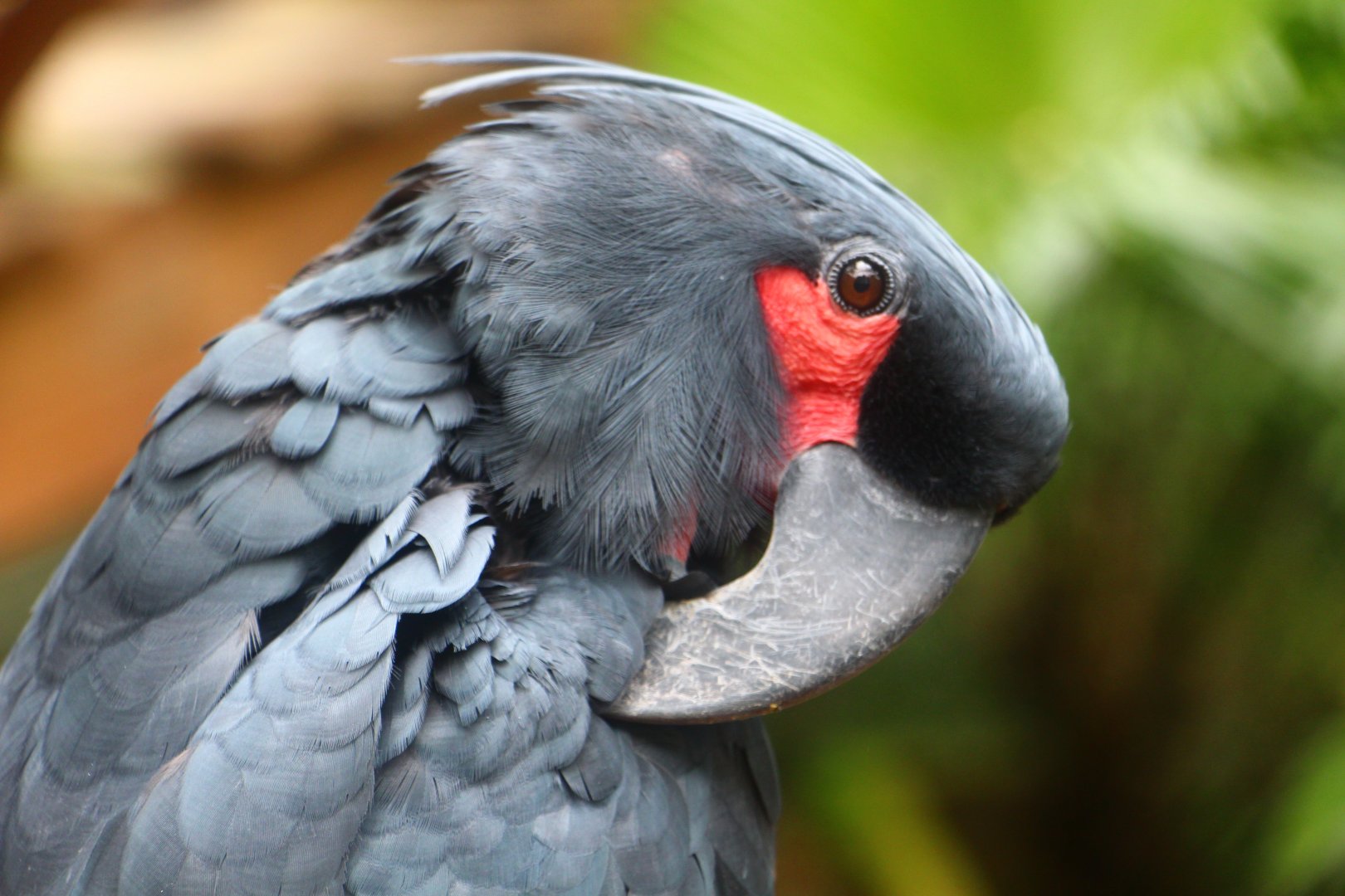 Lory Loft - Black Palm Cockatoo