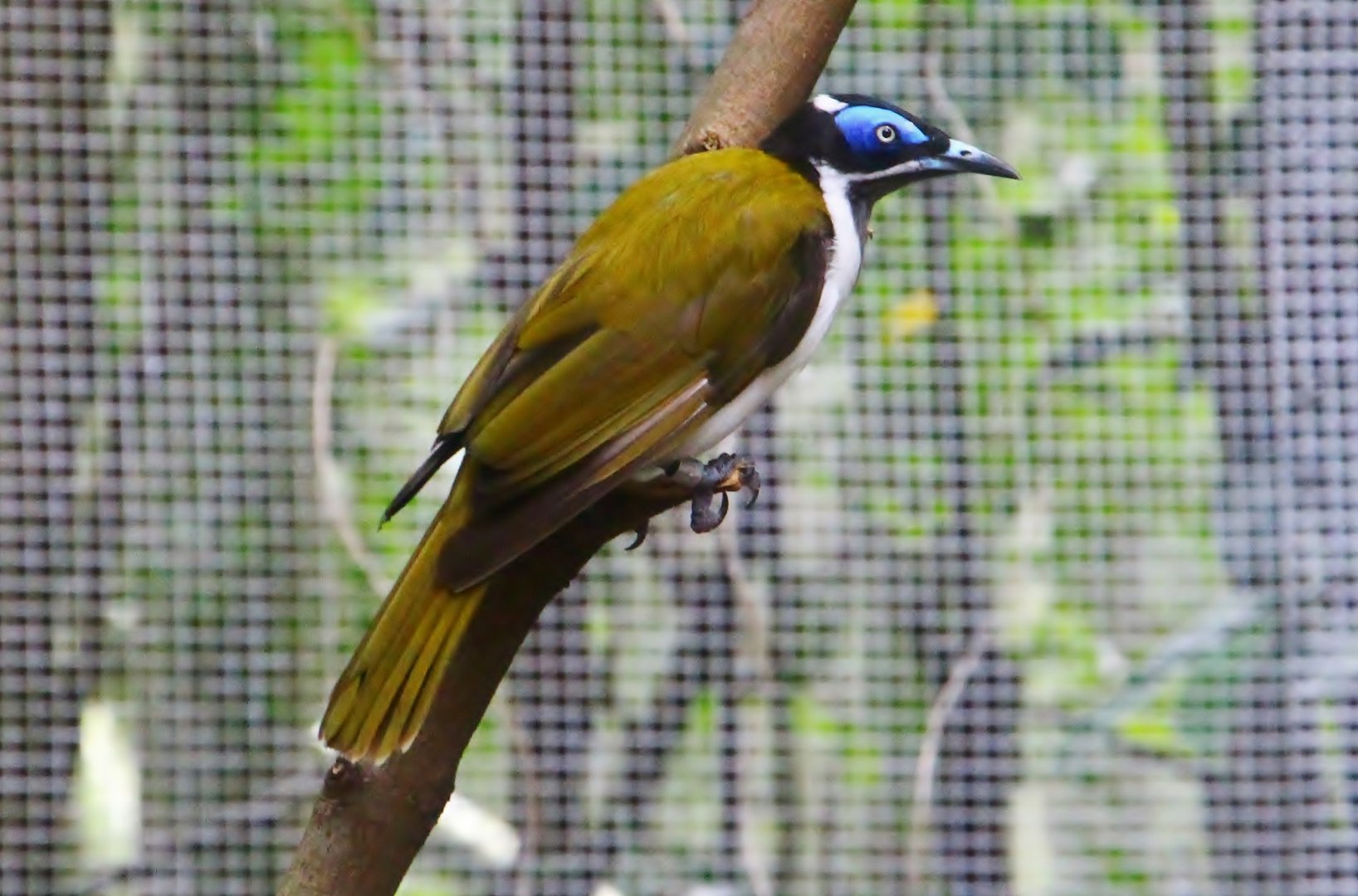 Lory Loft - Blue-faced Honeyeater