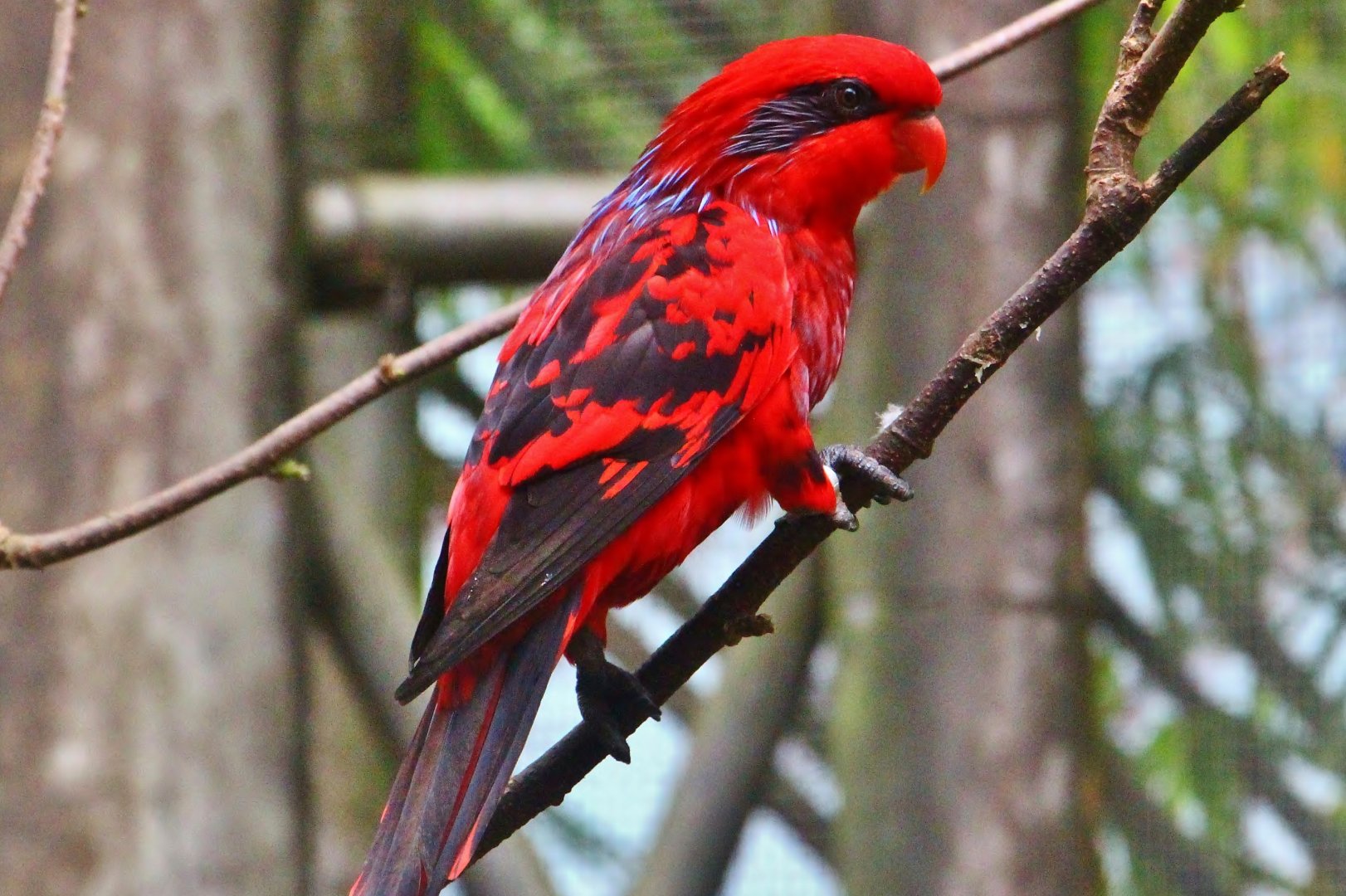 Lory Loft - Blue-streaked Lory (Eos reticulata)