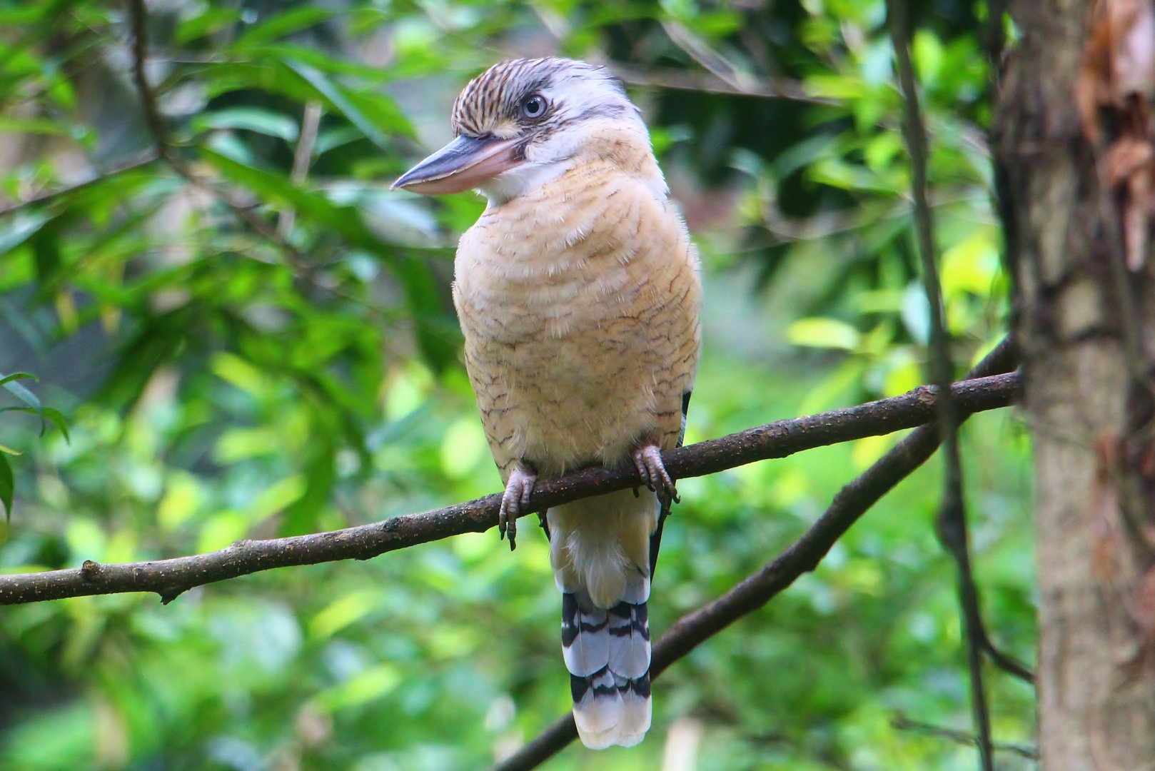 Lory Loft - Blue-winged Kookaburra