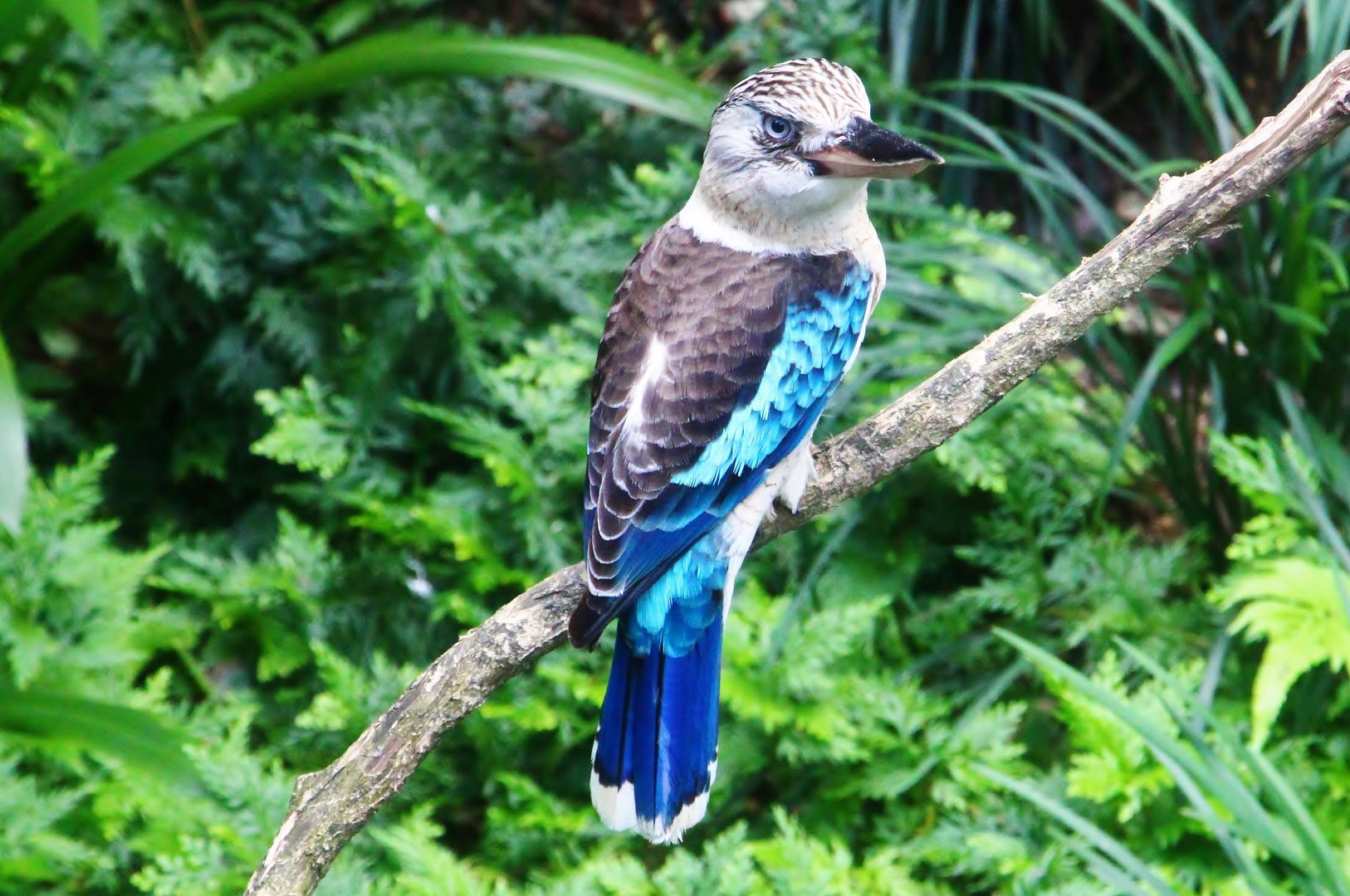 Lory Loft - Blue-winged Kookaburra