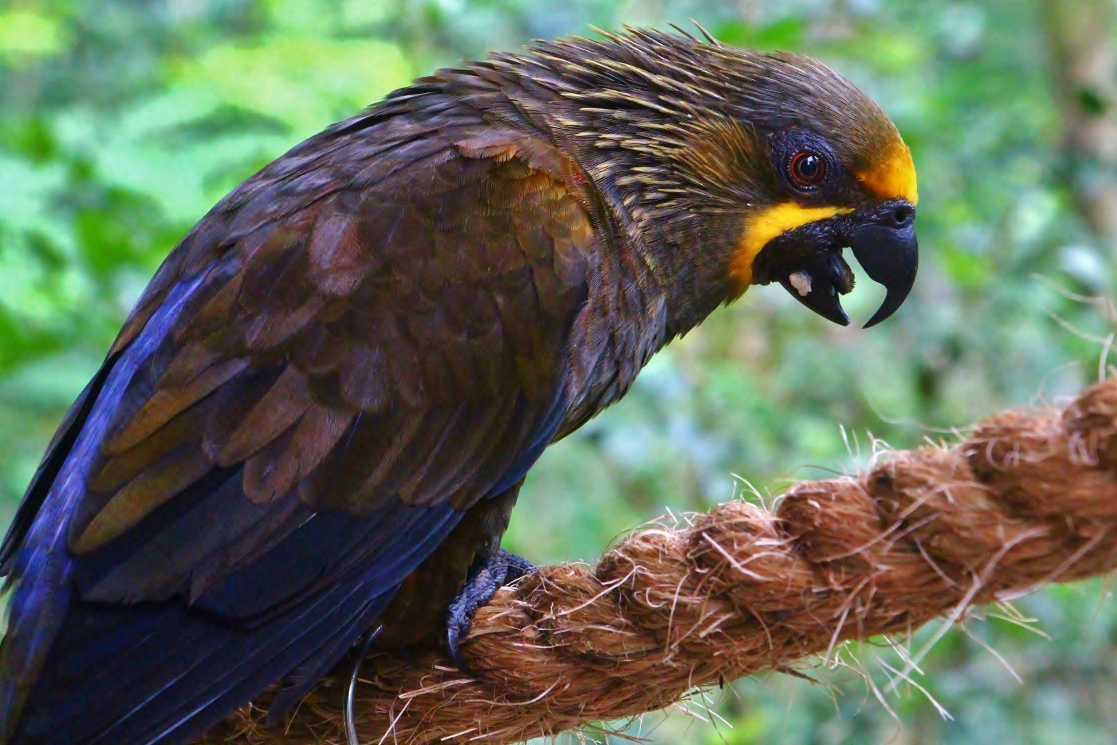Lory Loft - Brown Lory (Chalcopsitta duivenbodei)
