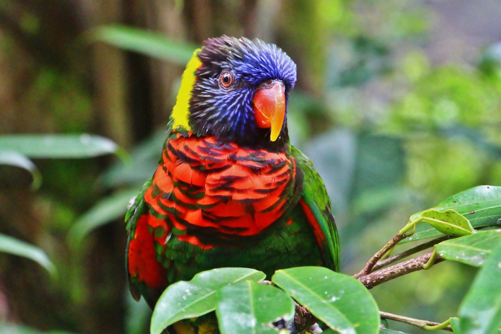 Lory Loft - Coconut Lorikeet (Trichoglossus haematodus)