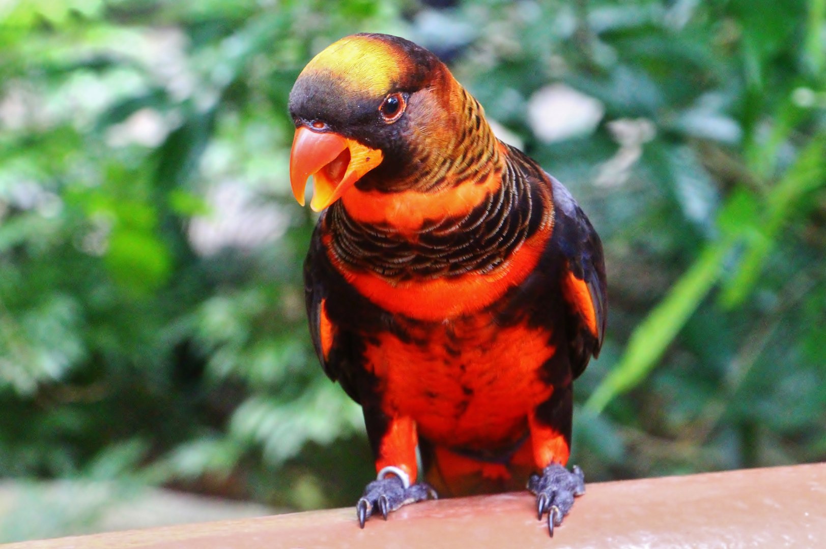 Lory Loft - Dusky Lory