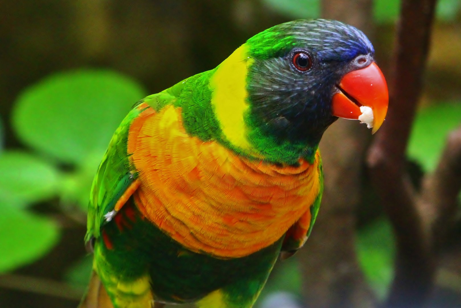 Lory Loft - Marigold Lorikeet (Trichoglossus capistratus)