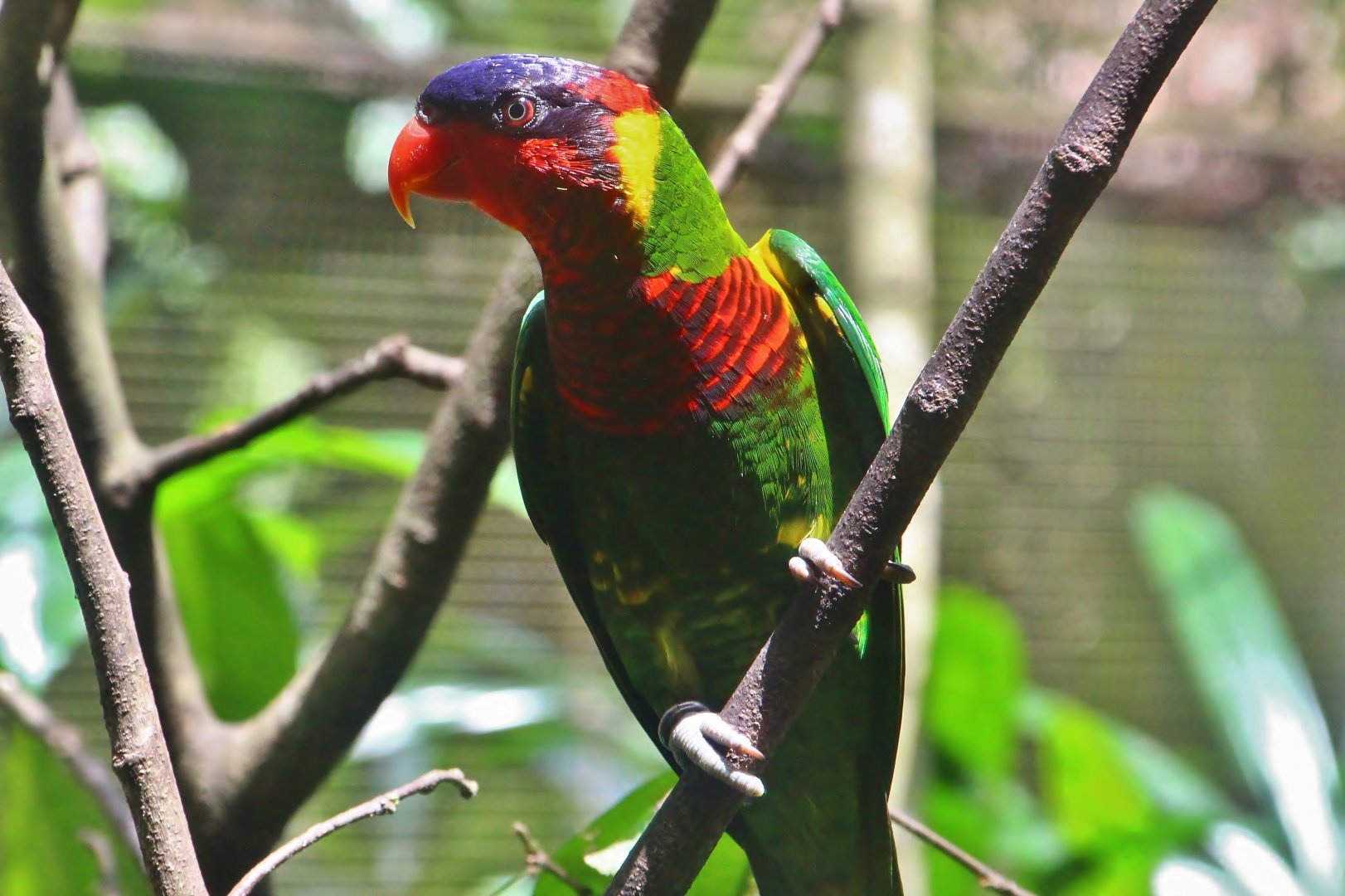 Lory Loft - Ornate Lorikeet (Trichoglossus ornatus)