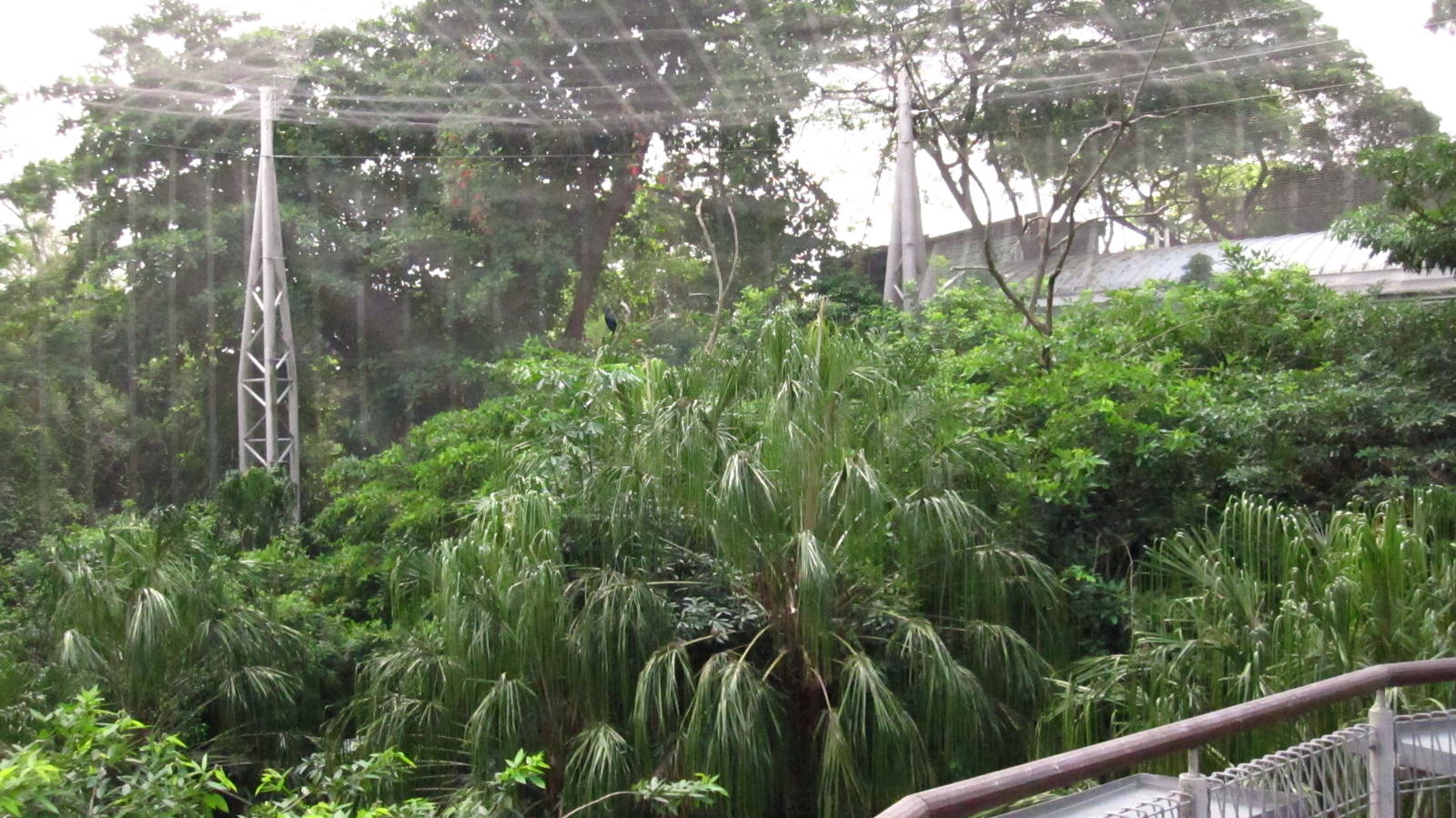 Lory Loft - Palm Cockatoo (without zoom)