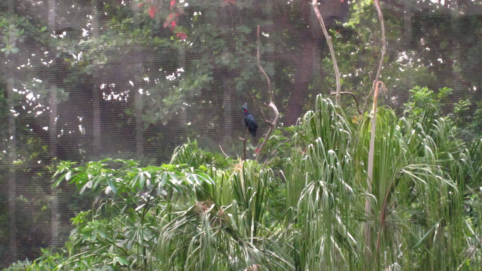 Lory Loft - Palm Cockatoo (Zoomed in)
