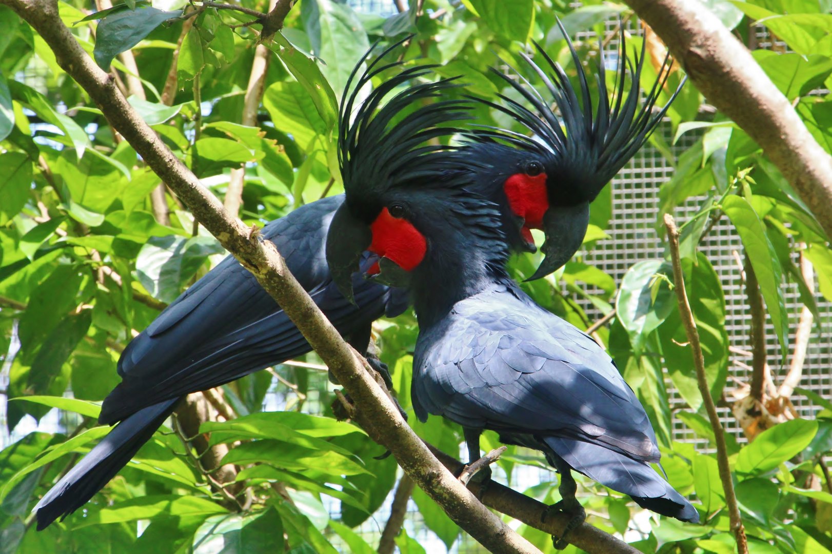 Lory Loft - Palm Cockatoos
