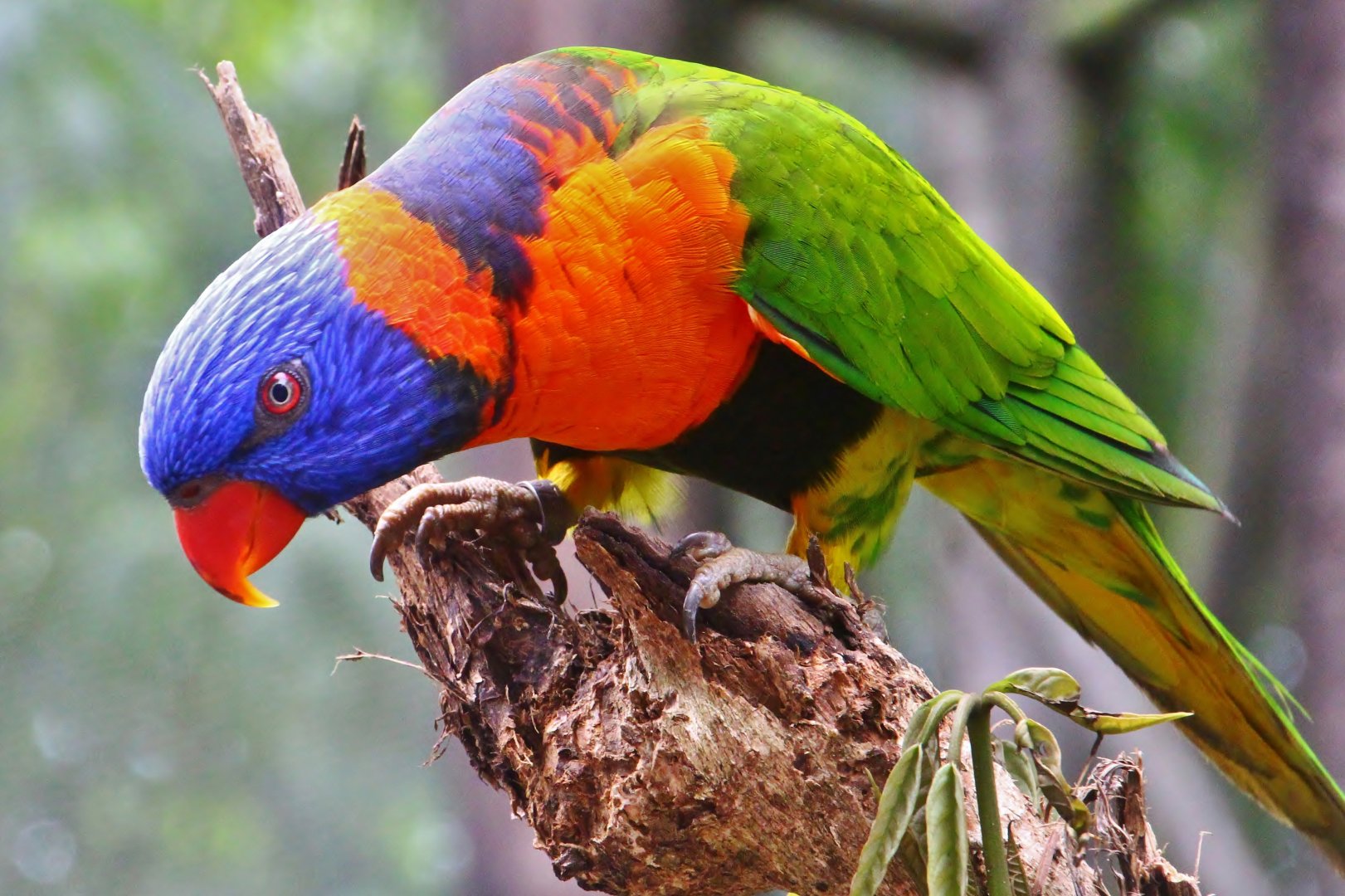 Lory Loft - Red-collared Lorikeet (Trichoglossus rubritorquis)