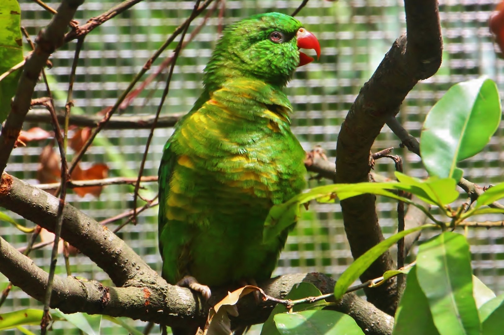 Lory Loft - Scaly-breasted Lorikeet (Trichoglossus chlorolepidotus)