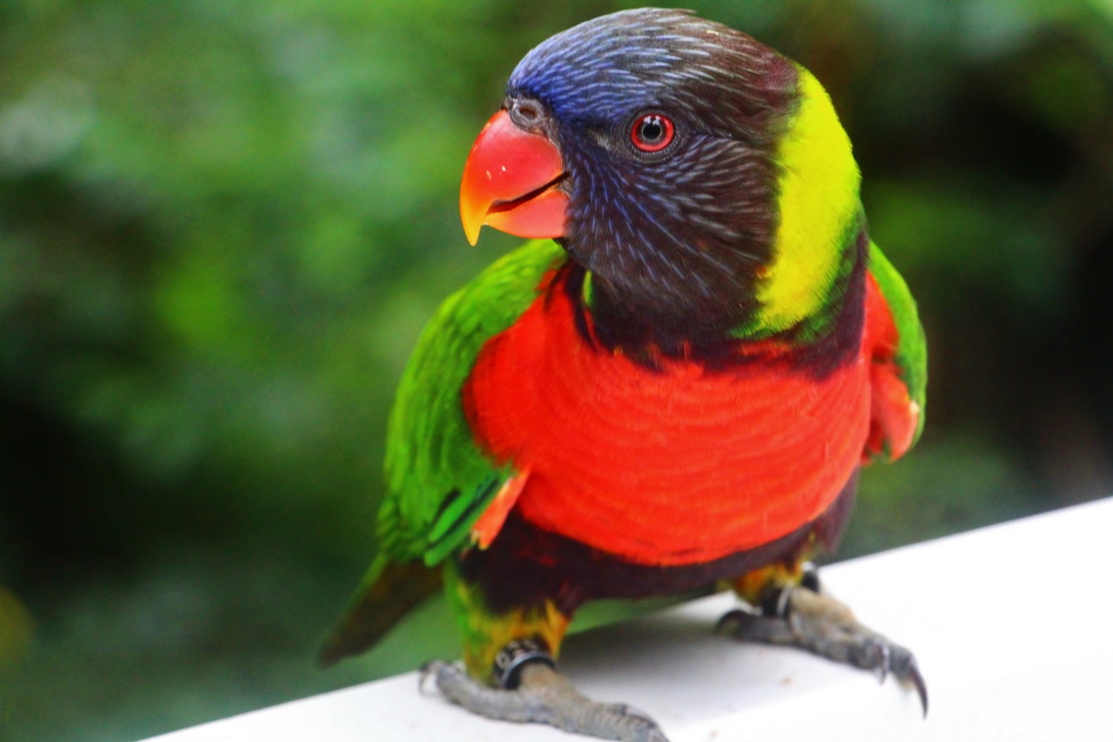 Lory Loft - Scarlet-breasted Lorikeet (Trichoglossus forsteni)
