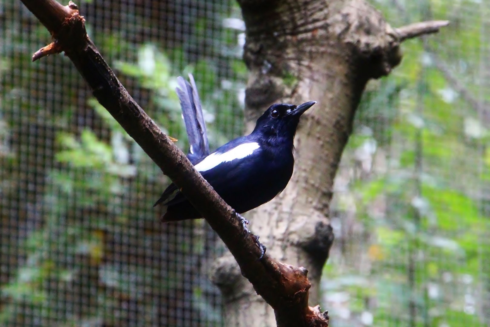 Lory Loft - Seychelles Magpie-robin (Copsychus sechellarum)