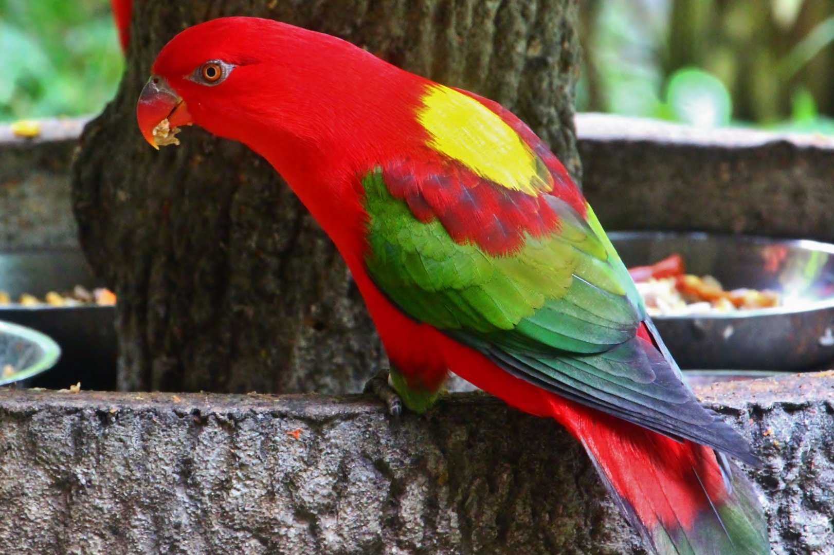 Lory Loft - Yellow-backed Chattering Lory (Lorius garrulus flavopalliatus)