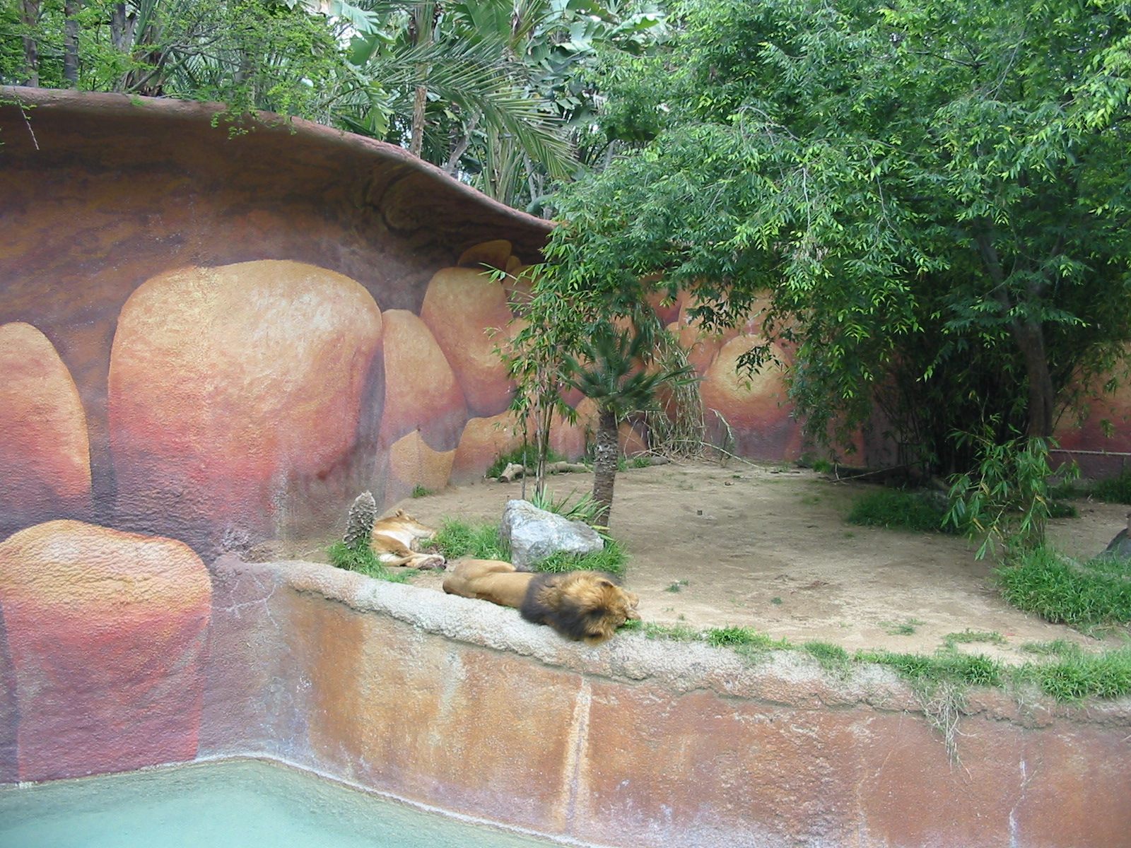 Los Angeles Zoo 2003 - African Lion exhibit