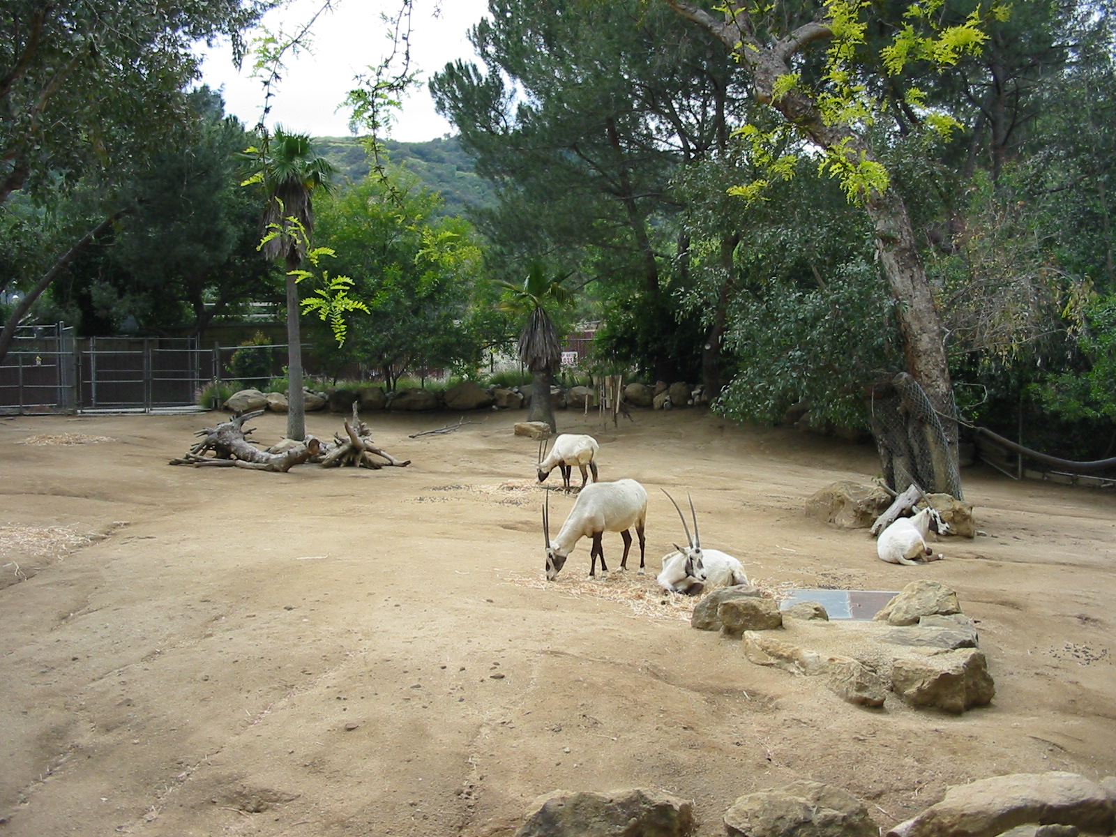 Los Angeles Zoo 2003 - Arabian Oryx enclosure