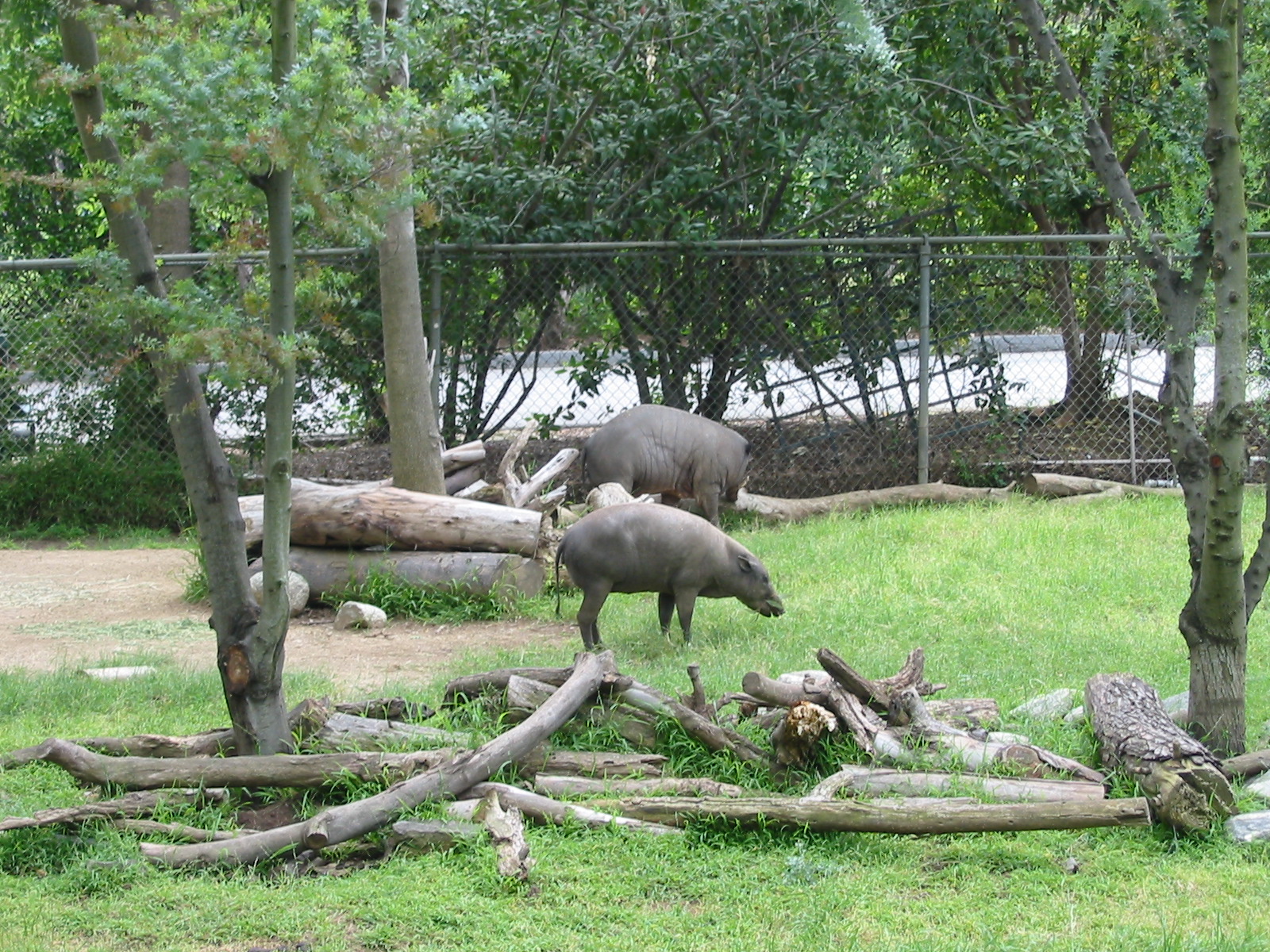 Los Angeles Zoo 2003 - Babirusa enclosure