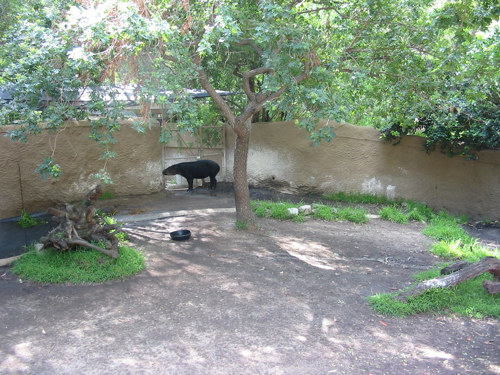 Los Angeles Zoo 2003 - Bairds Tapir exhibit