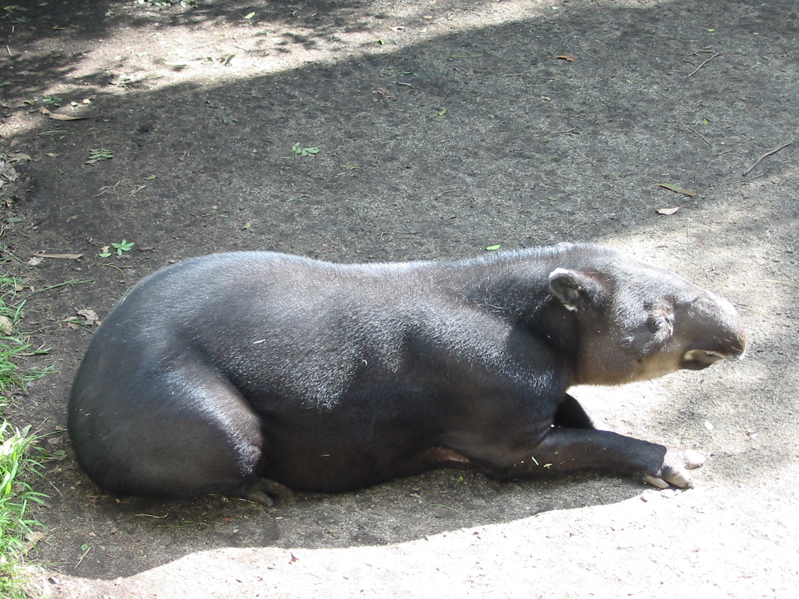 Los Angeles Zoo 2003 - Bairds Tapir