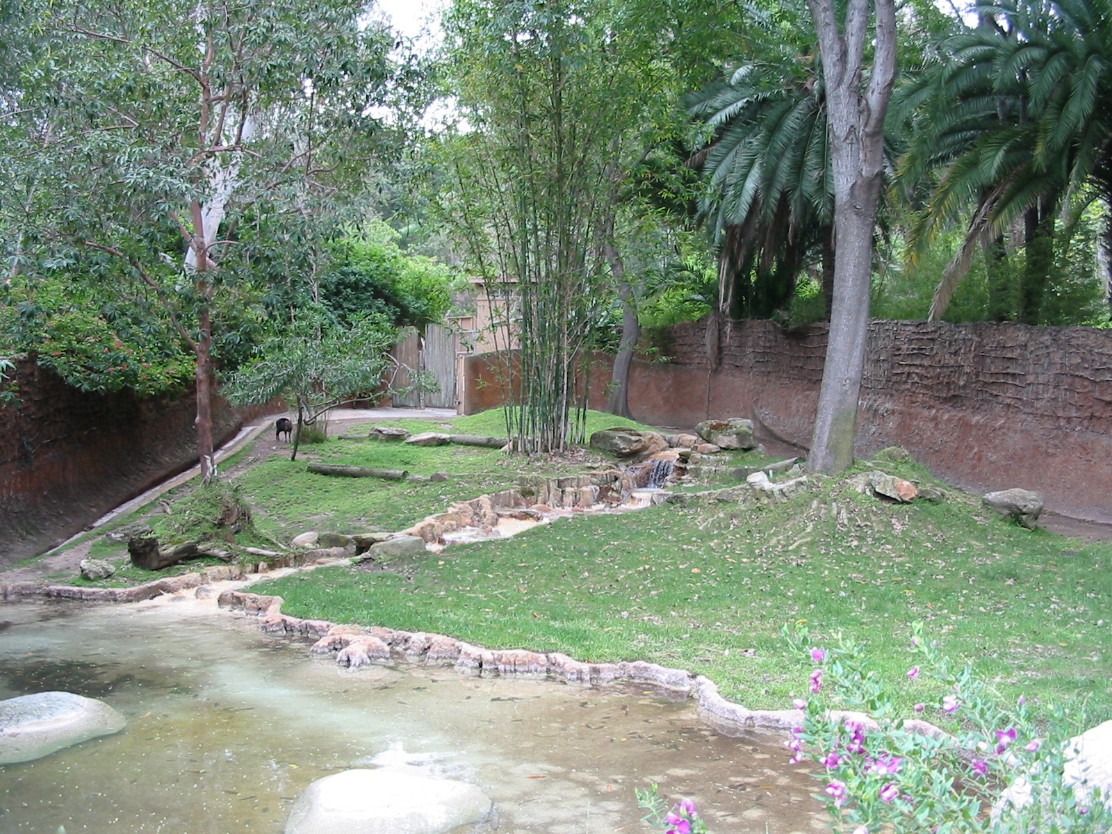 Los Angeles Zoo 2003 - Black Duiker exhibit