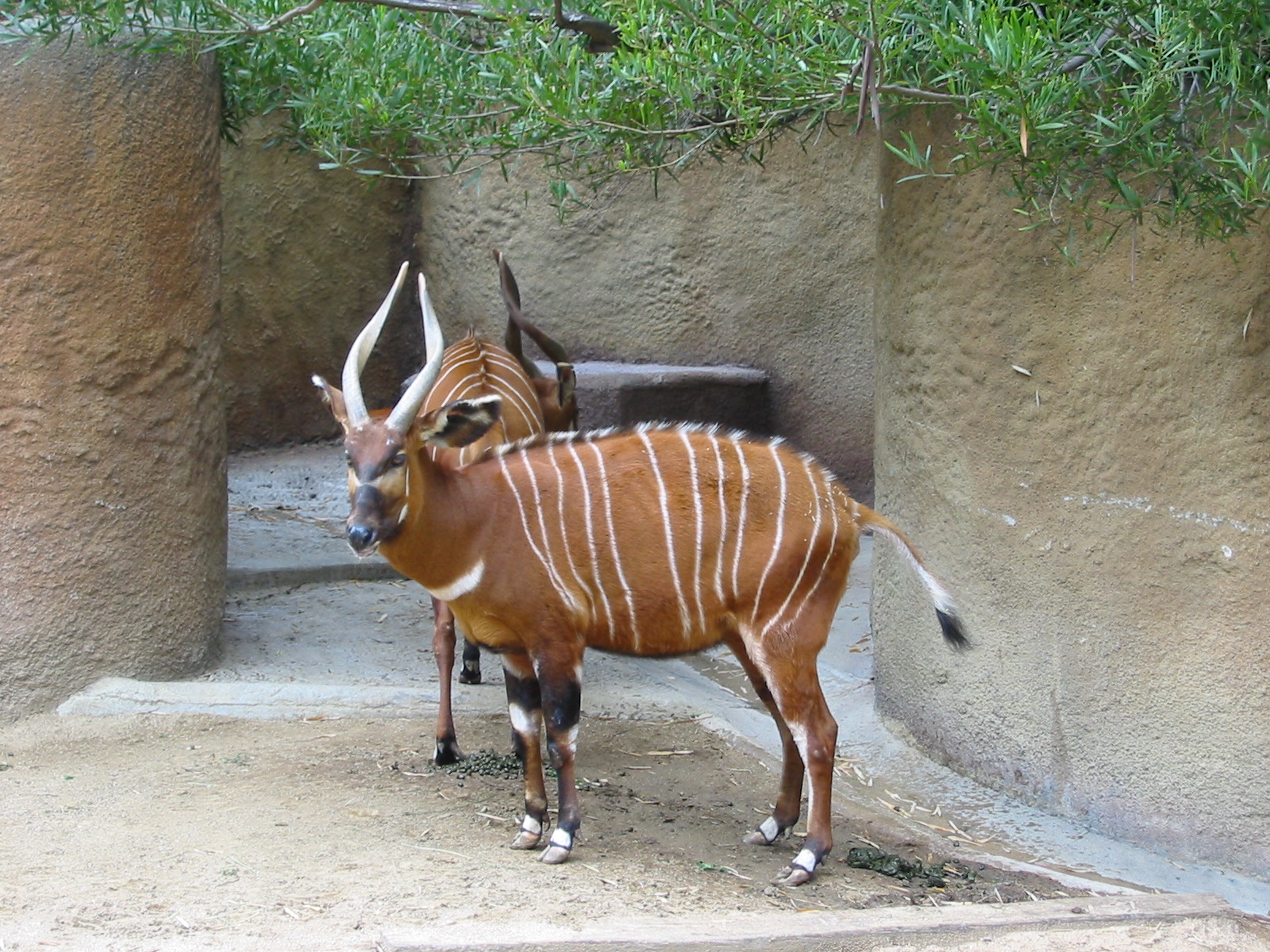 Los Angeles Zoo 2003 - Bongo