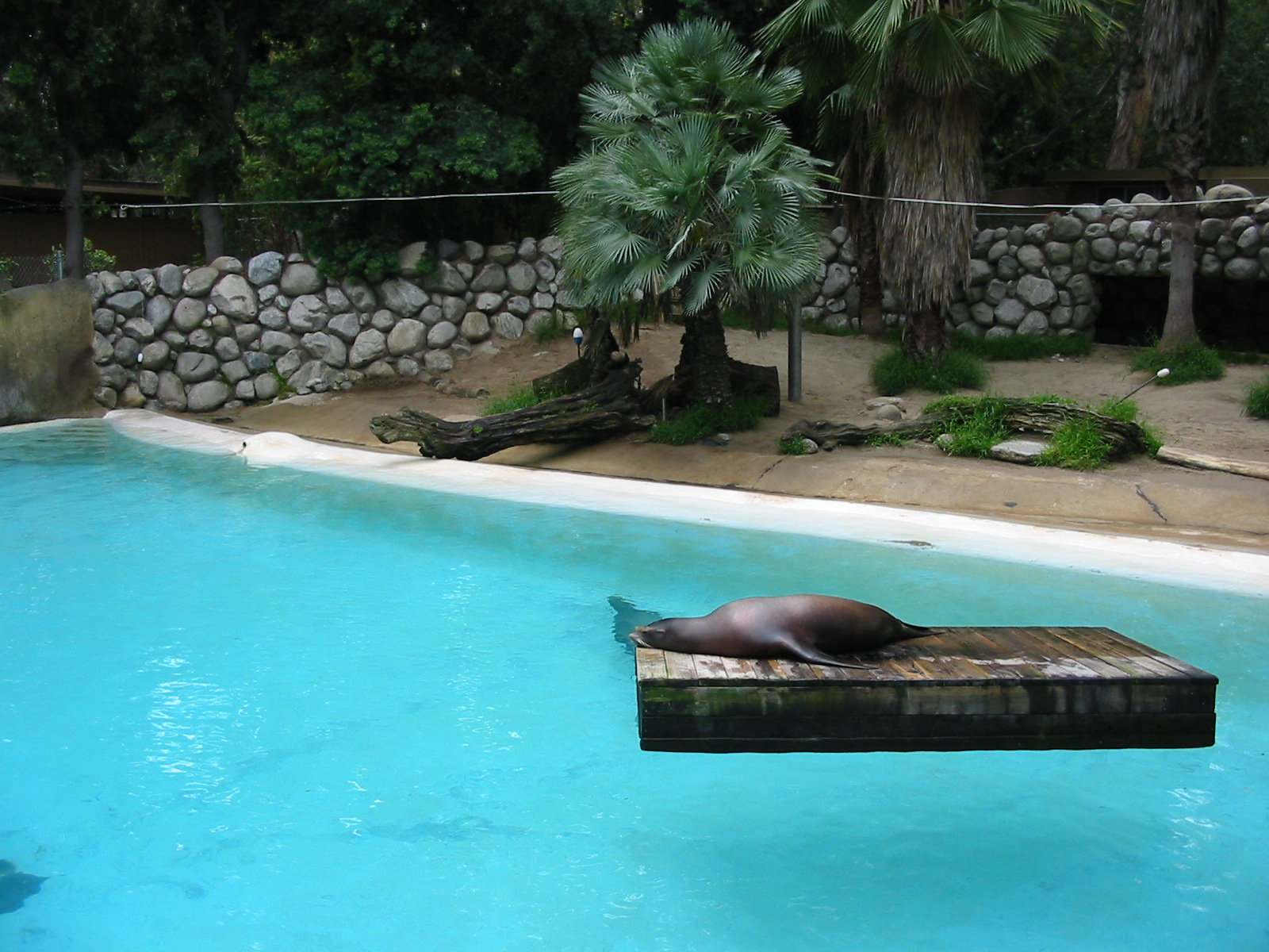 Los Angeles Zoo 2003 - California Sea Lion exhibit