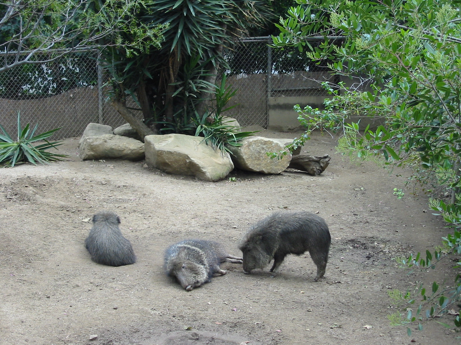 Los Angeles Zoo 2003 - Chacoan Peccary