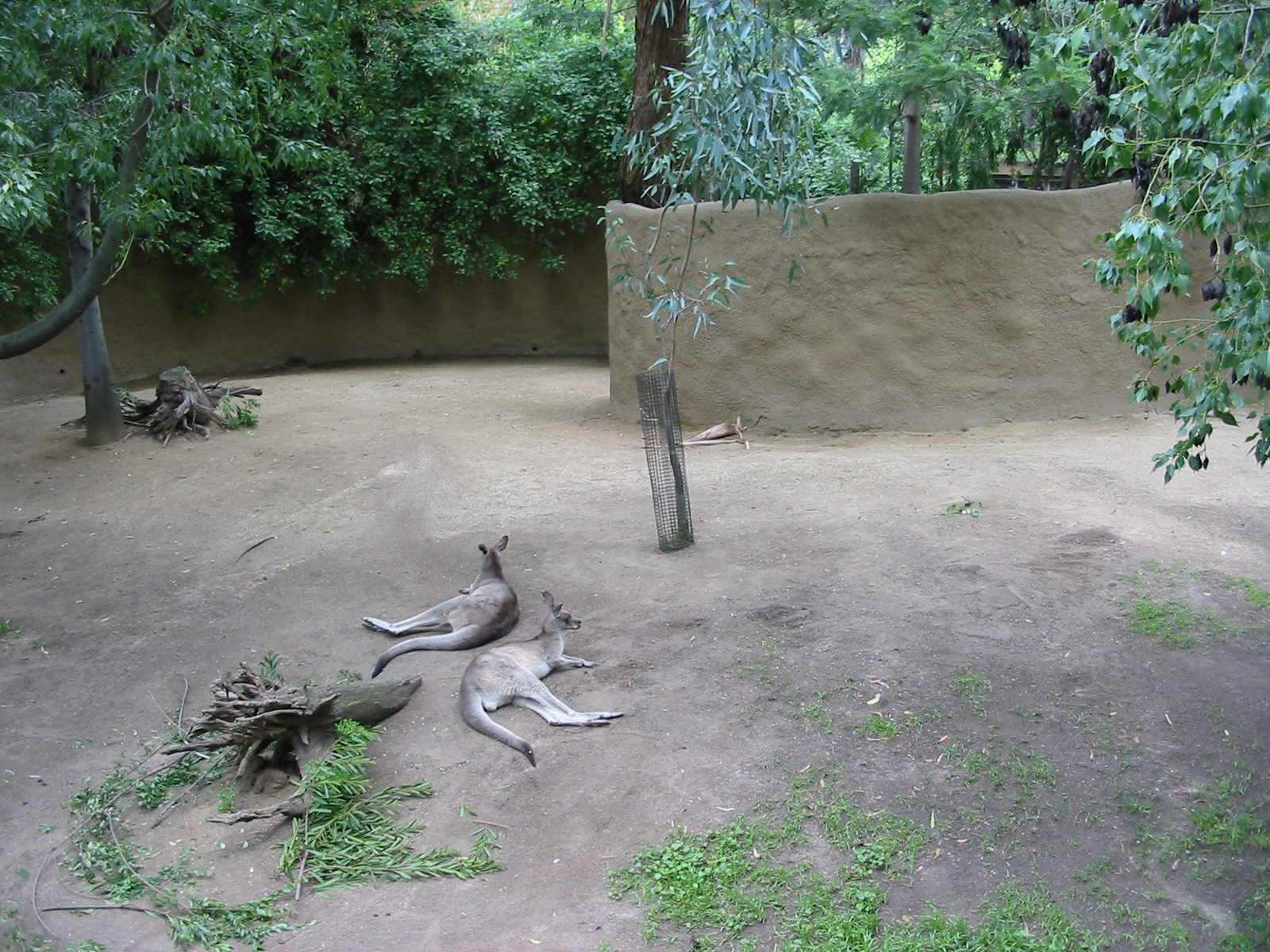 Los Angeles Zoo 2003 - Eastern Gray Kangaroo exhibit