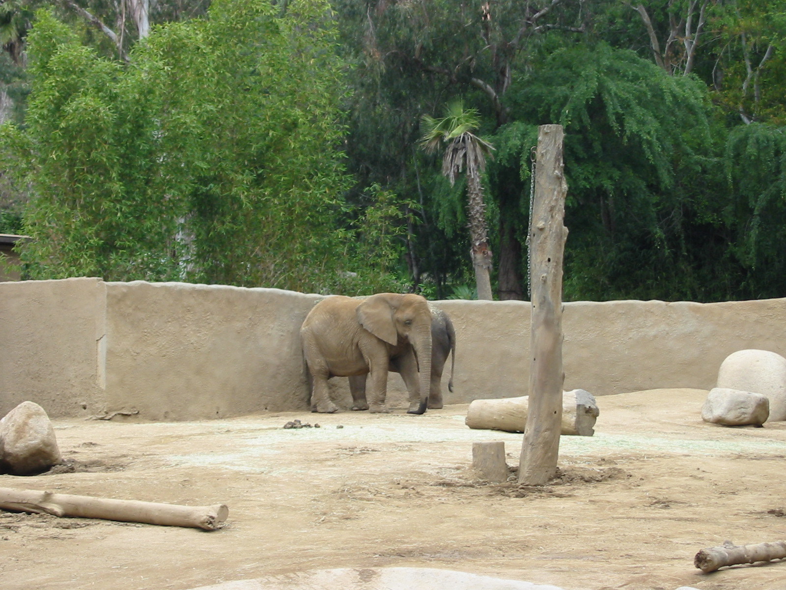 Los Angeles Zoo 2003 - Elephant exhibit