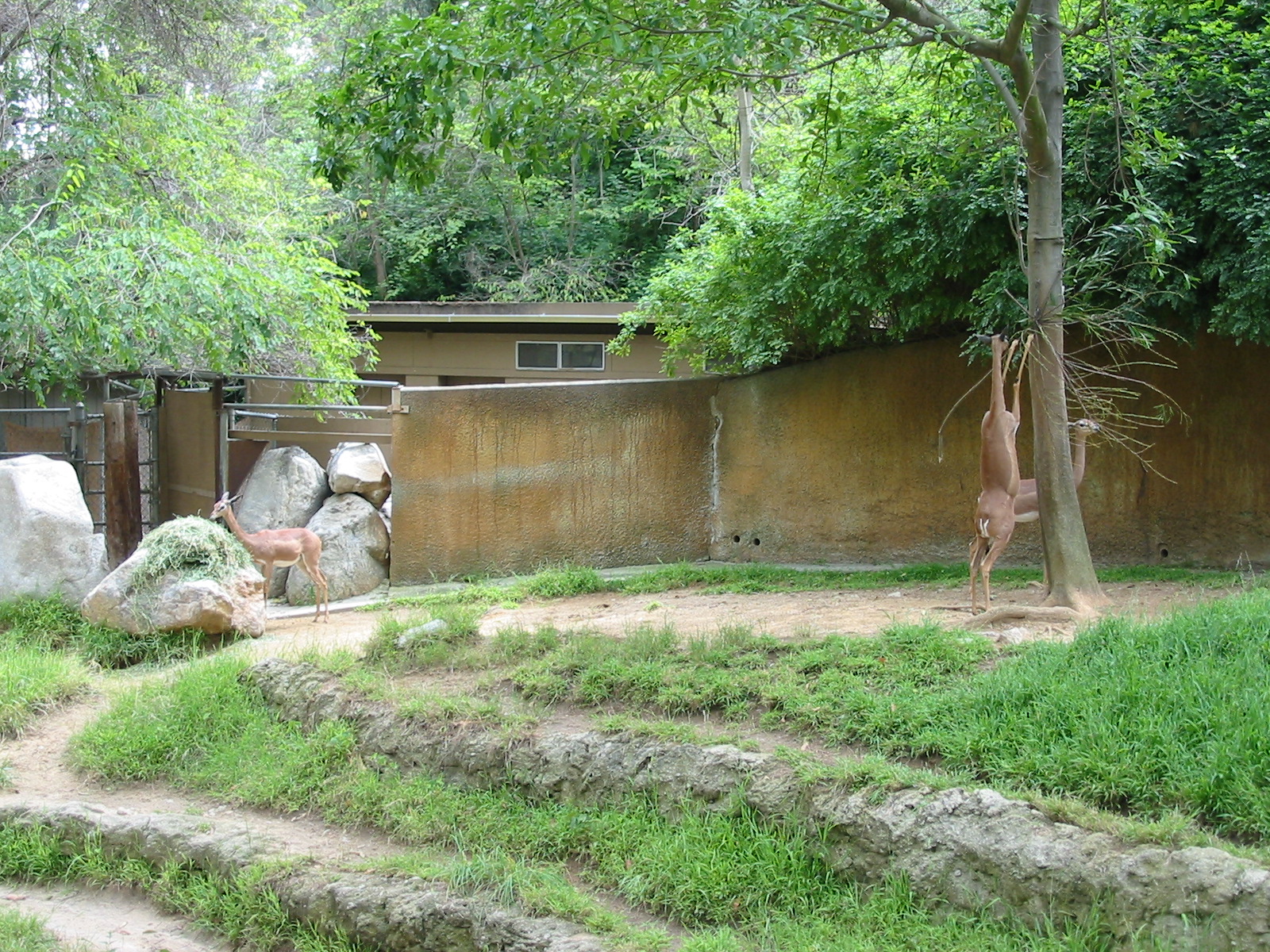 Los Angeles Zoo 2003 - Gerenuk exhibit