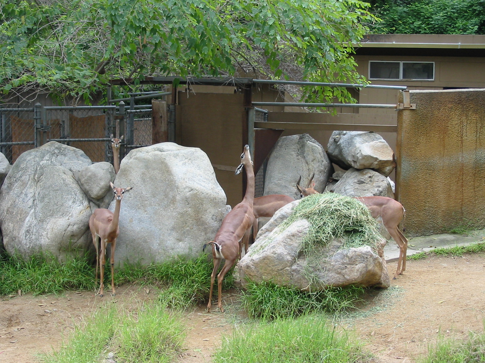 Los Angeles Zoo 2003 - Gerenuk group