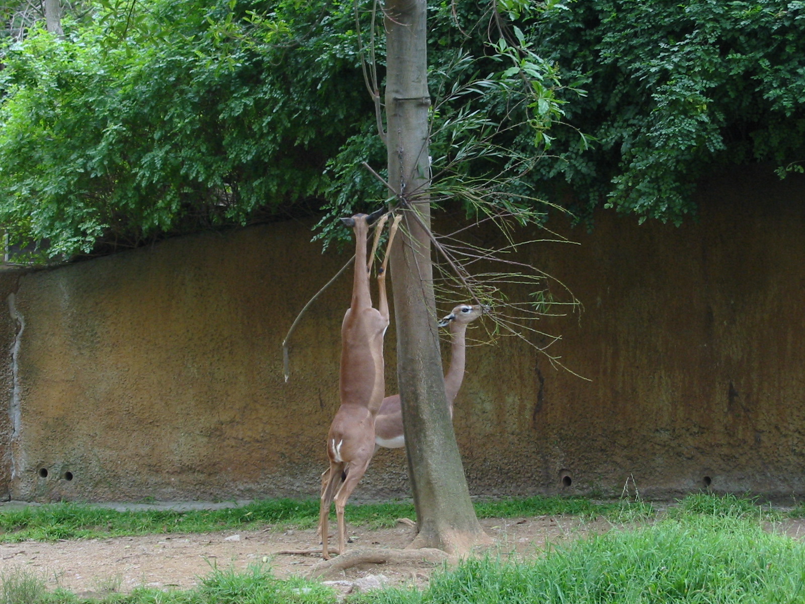 Los Angeles Zoo 2003 - Gerenuk showing their speciality