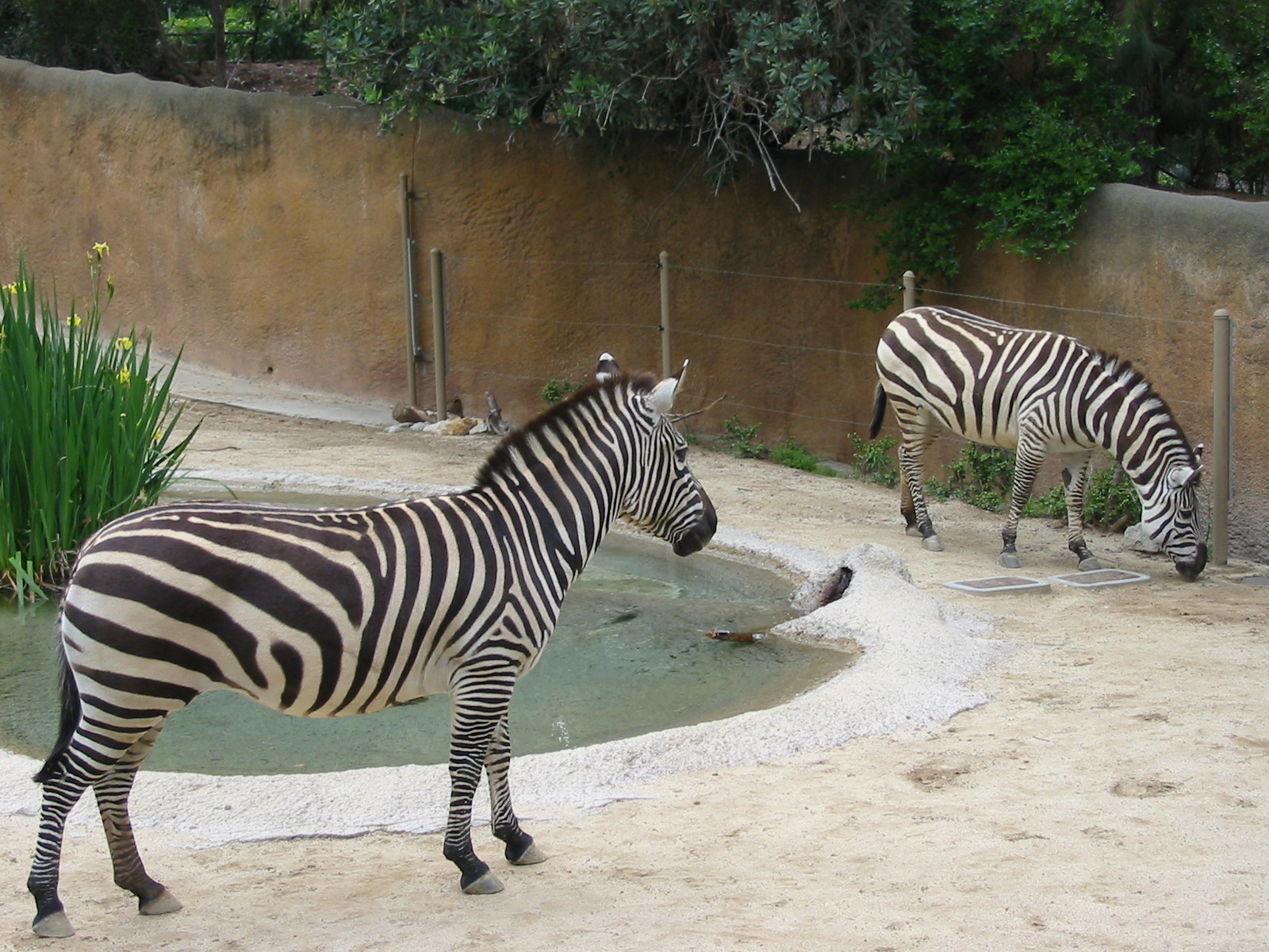 Los Angeles Zoo 2003 - Grants Zebras