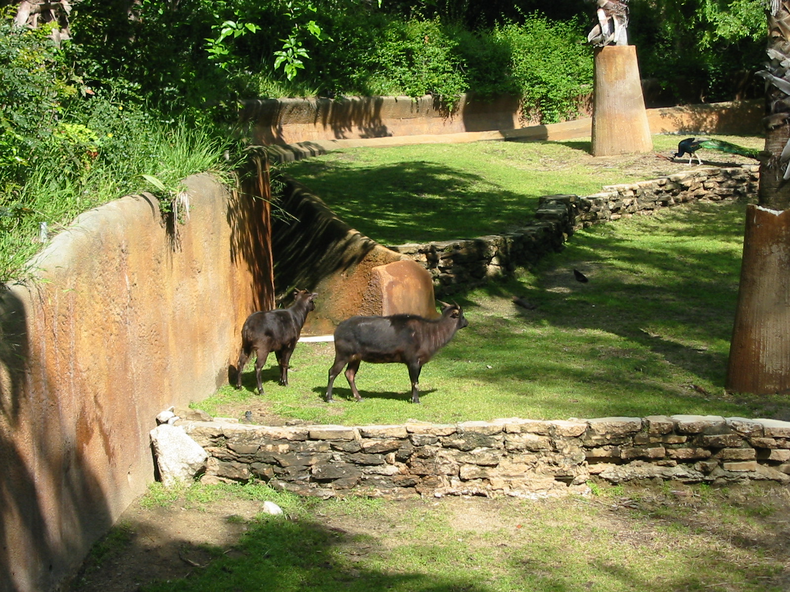 Los Angeles Zoo 2003 - Lowland Anoa exhibit