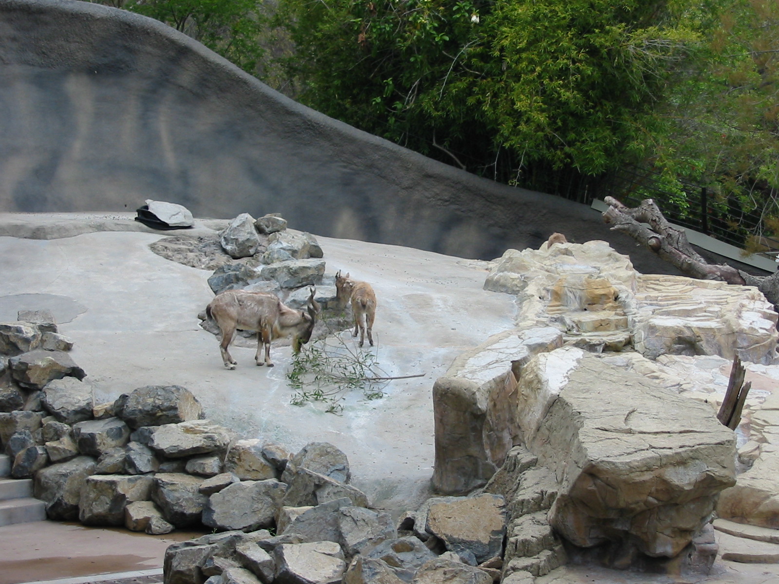 Los Angeles Zoo 2003 - Markhor exhibit