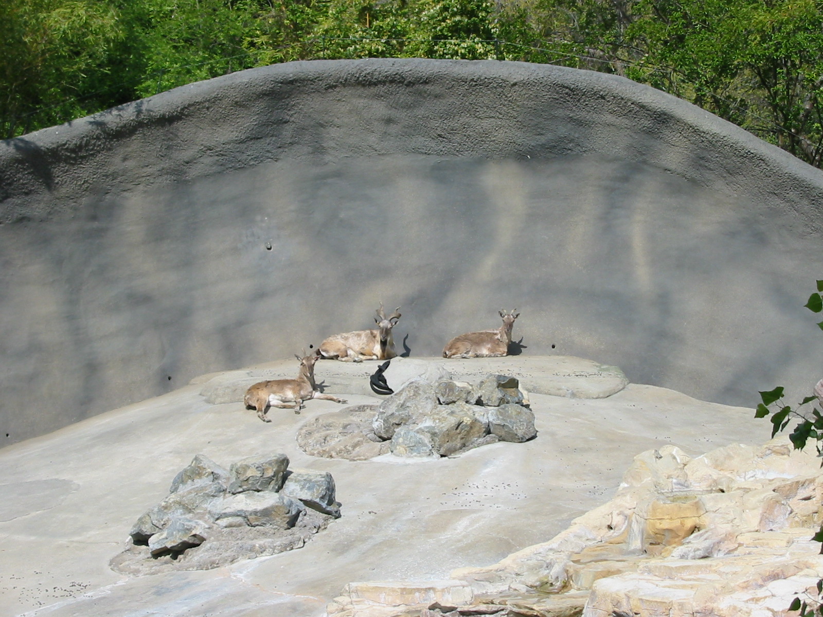 Los Angeles Zoo 2003 - Markhor exhibit