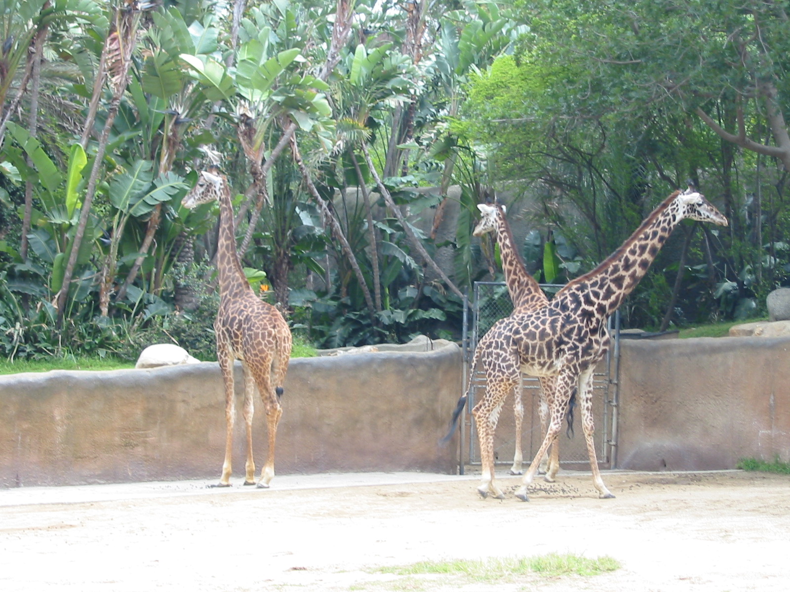 Los Angeles Zoo 2003 - Masai Giraffe exhibit