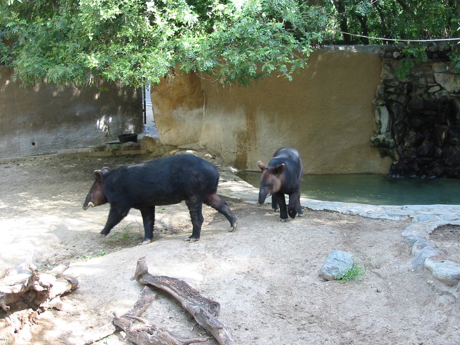 Los Angeles Zoo 2003 - Mountain Tapir exhibit