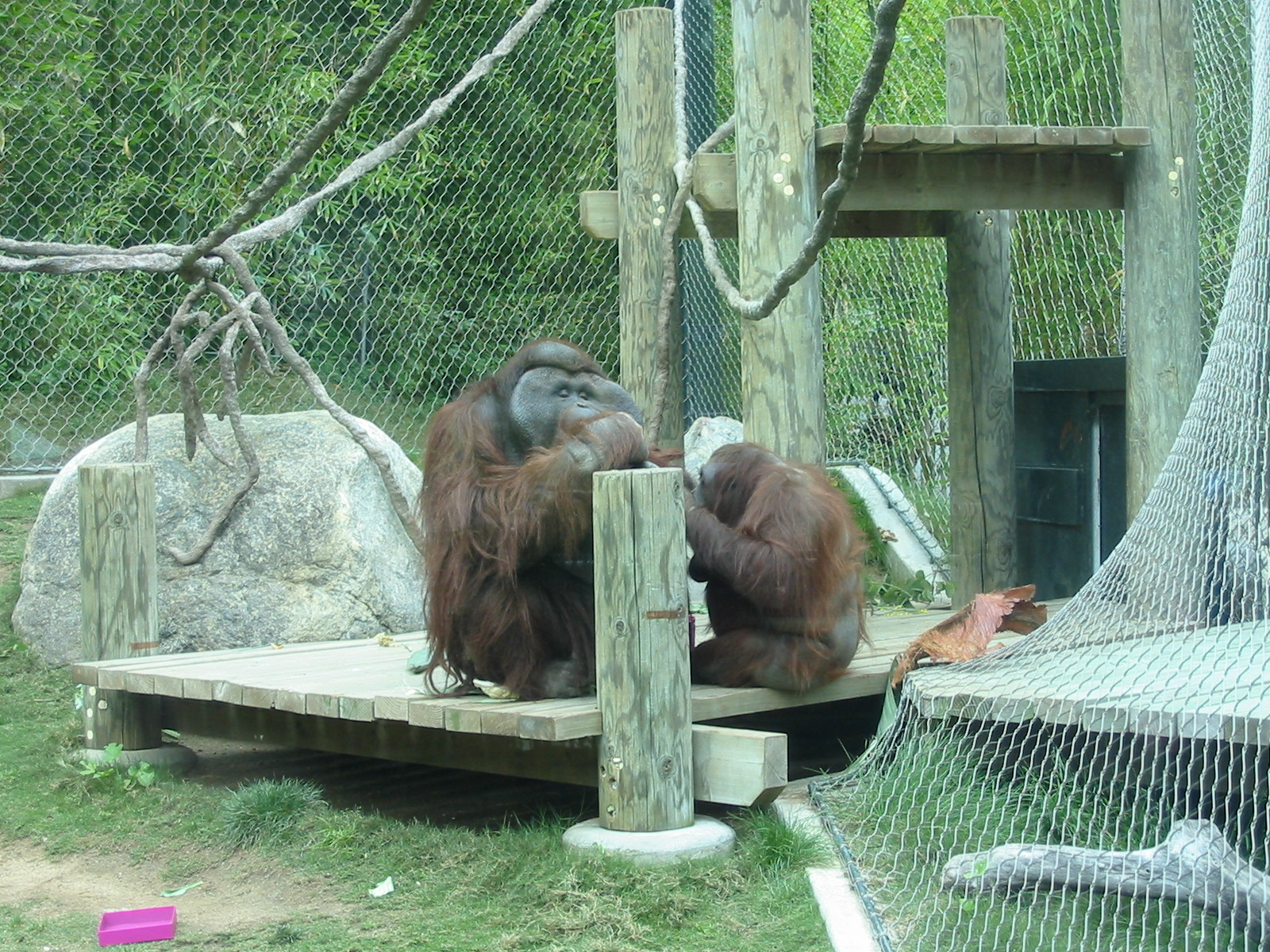 Los Angeles Zoo 2003 - Orangutans in the Red Ape Rain Forest